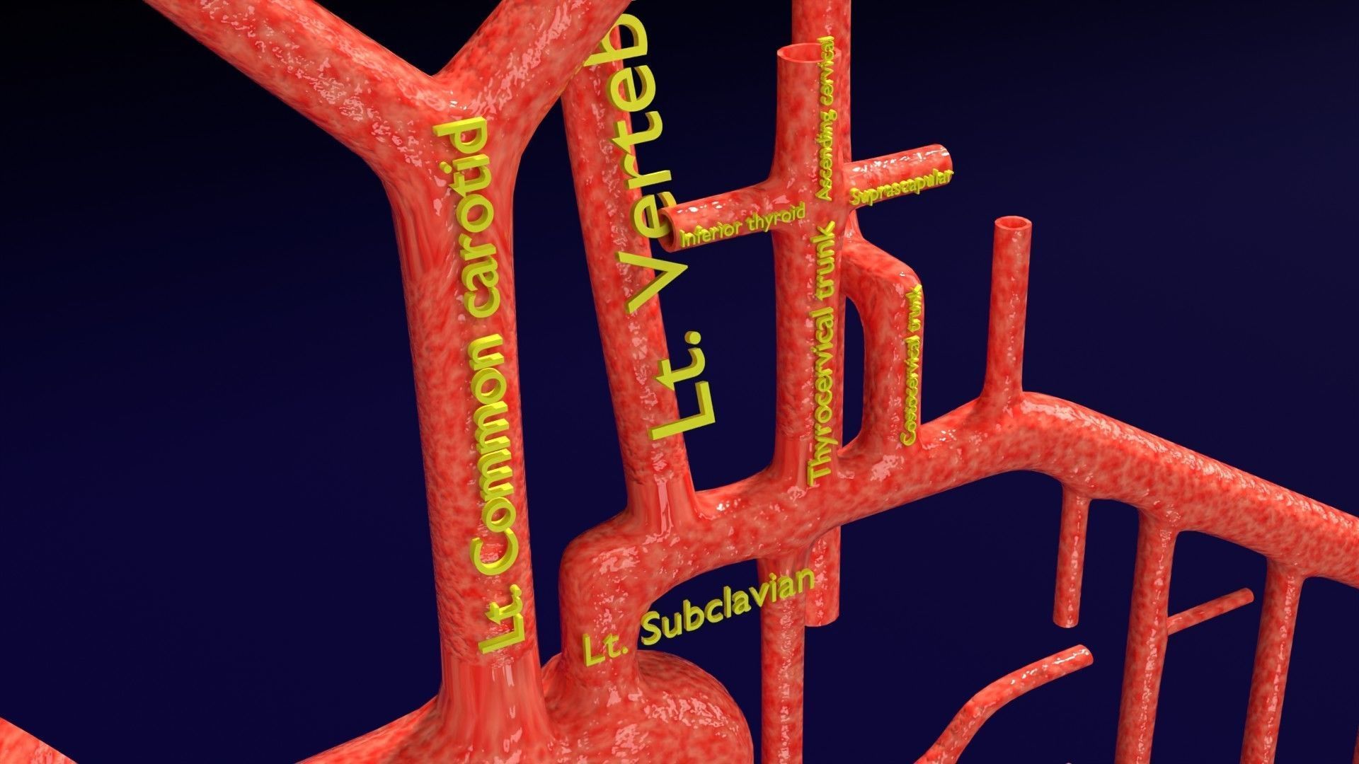 Human arterial system schematic 3D 3D model_86
