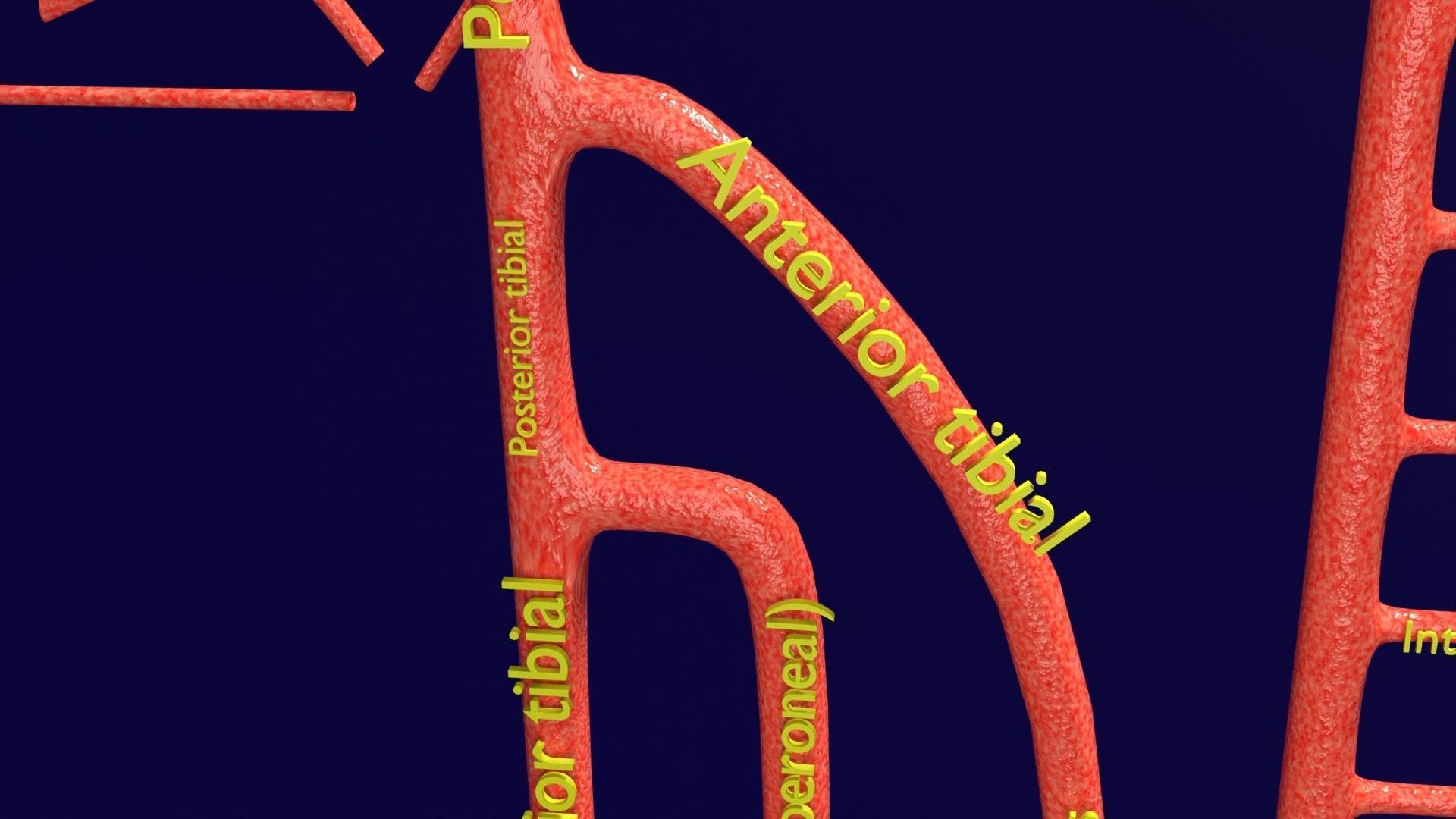 Human arterial system schematic 3D 3D model_74