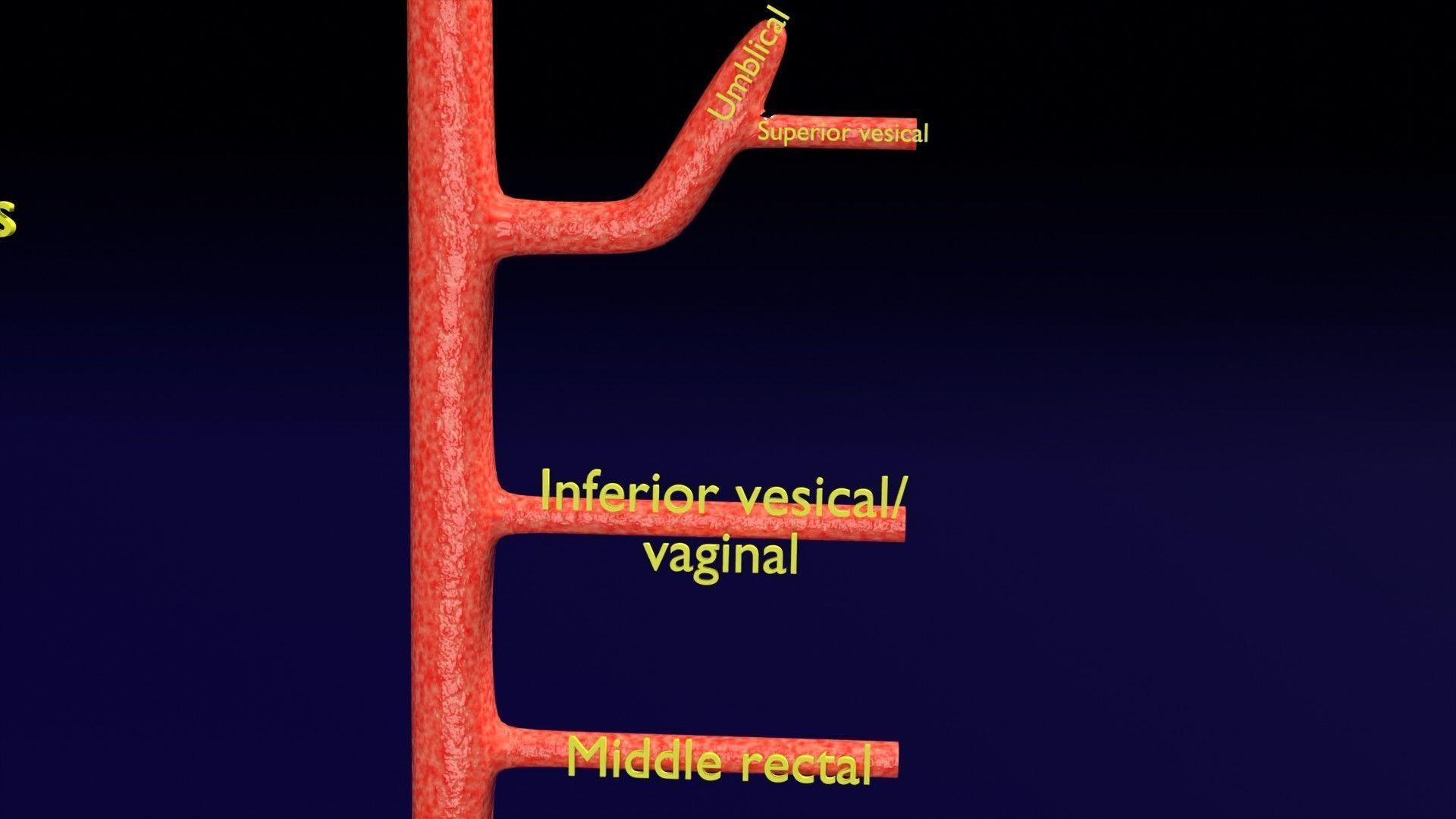 Human arterial system schematic 3D 3D model_69