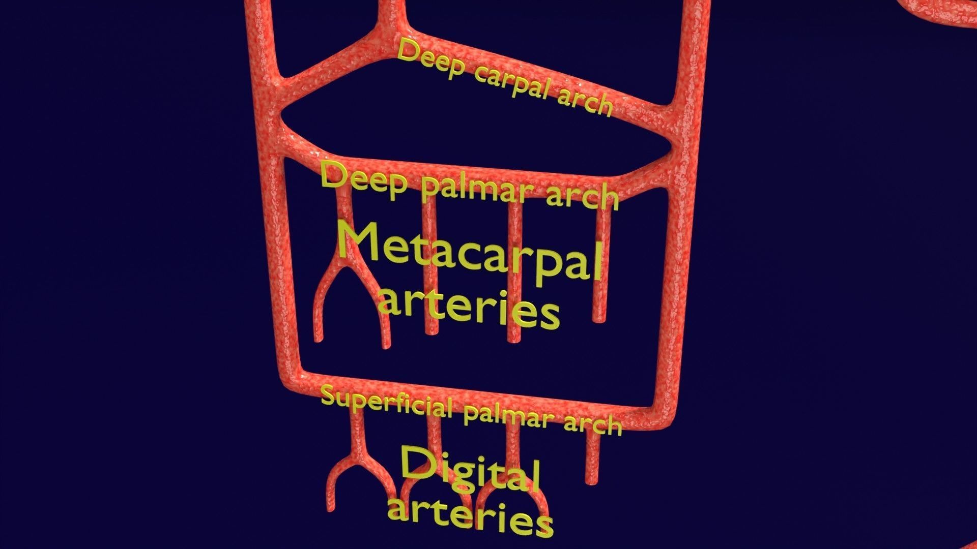 Human arterial system schematic 3D 3D model_21