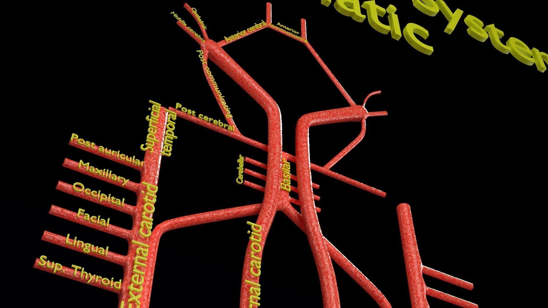 Human arterial system schematic 3D 3D model_14