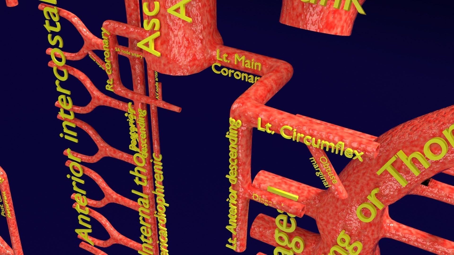 Human arterial system schematic 3D 3D model_37