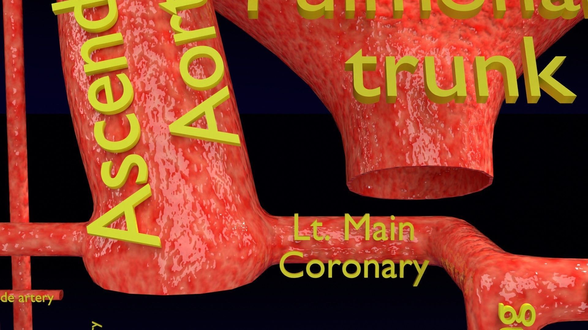 Human arterial system schematic 3D 3D model_31