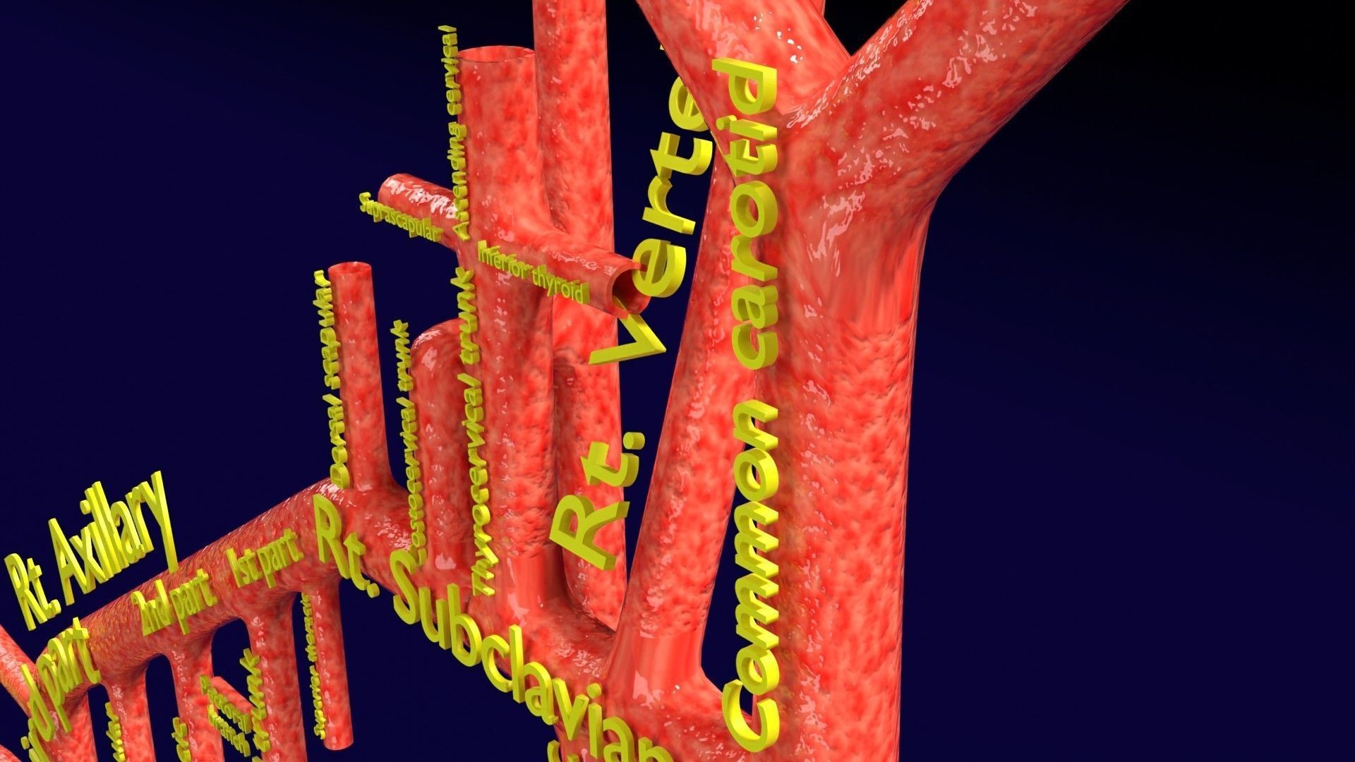 Human arterial system schematic 3D 3D model_85
