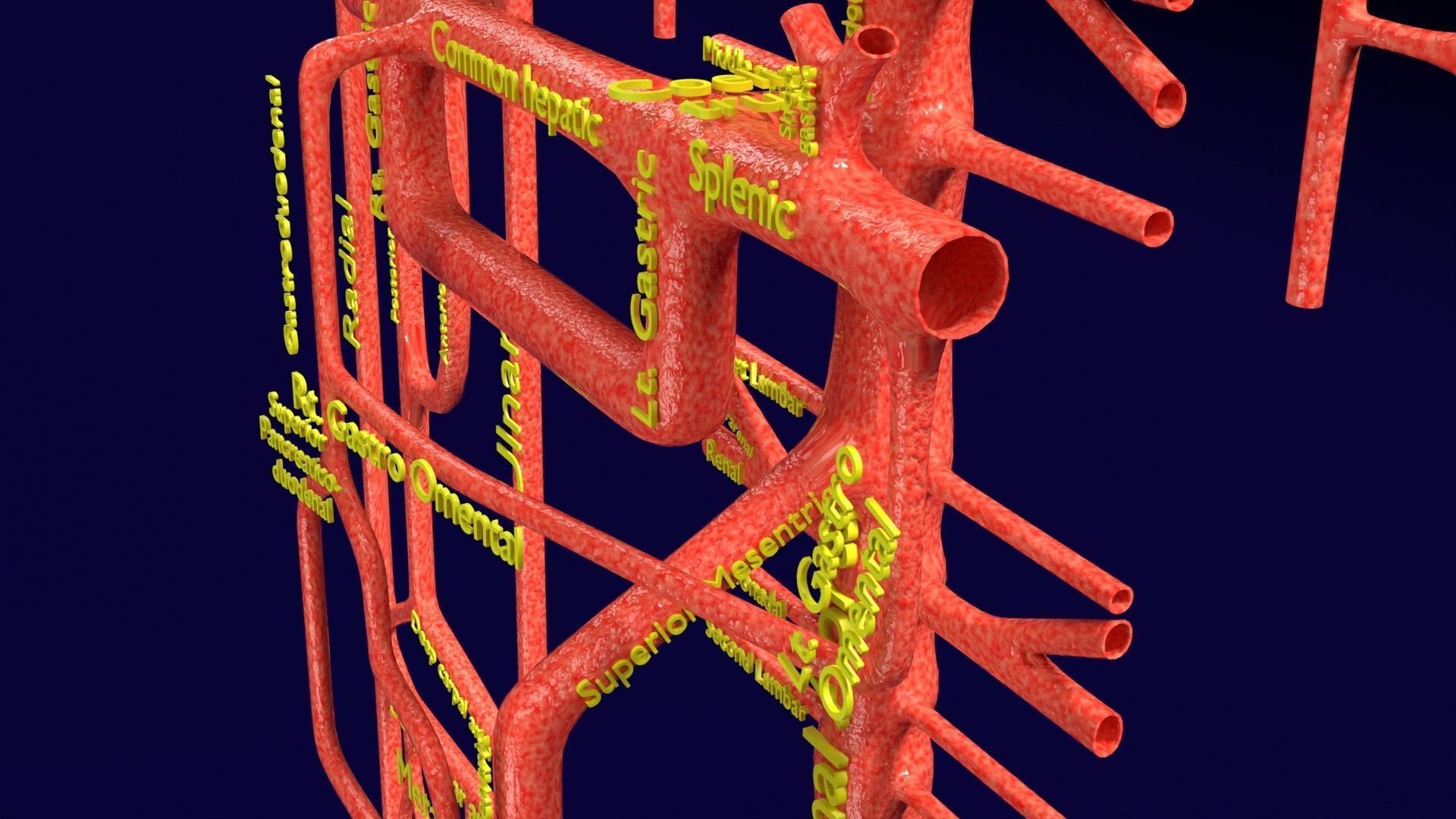 Human arterial system schematic 3D 3D model_43