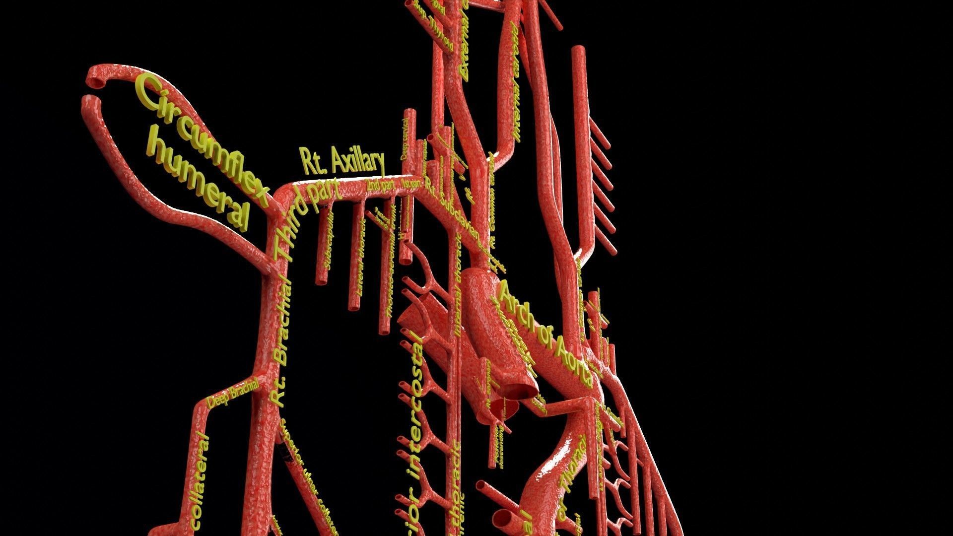 Human arterial system schematic 3D 3D model_25