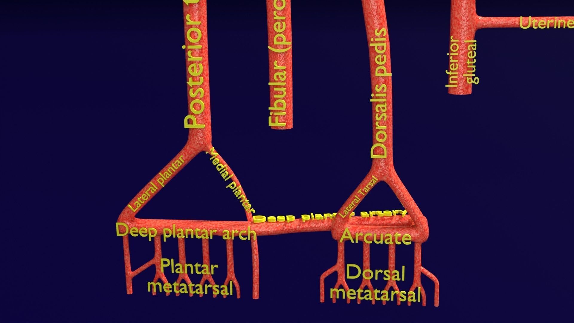 Human arterial system schematic 3D 3D model_76