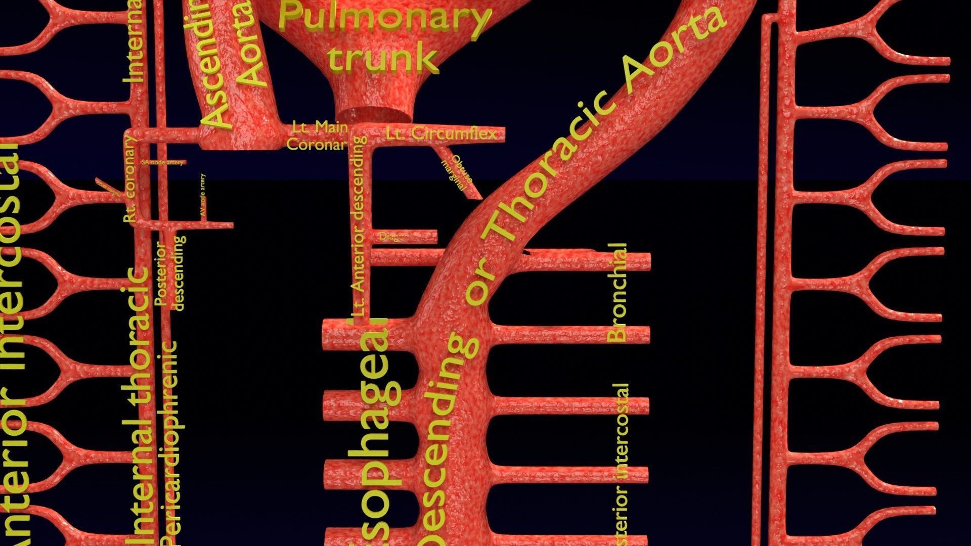 Human arterial system schematic 3D 3D model_28