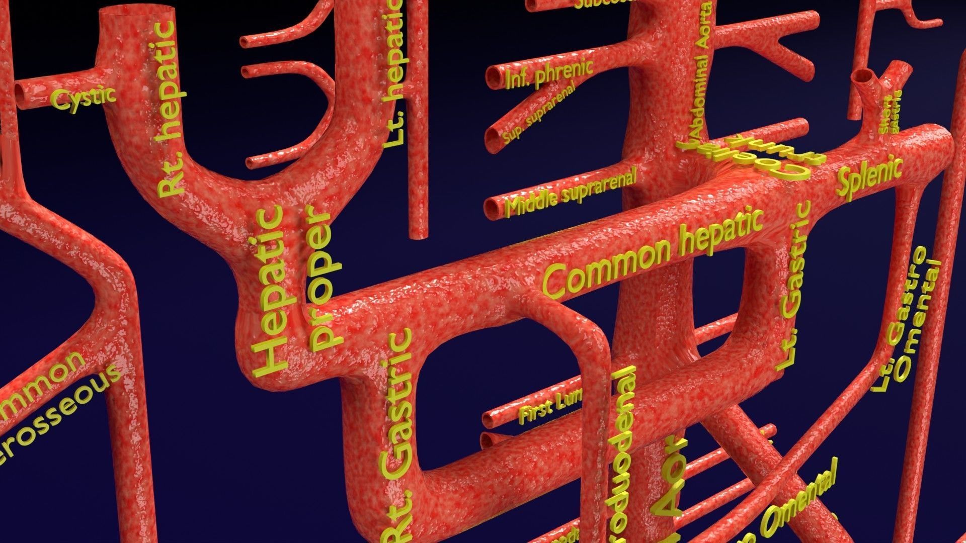 Human arterial system schematic 3D 3D model_46