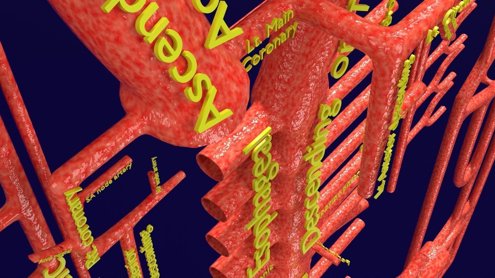Human arterial system schematic 3D 3D model_84