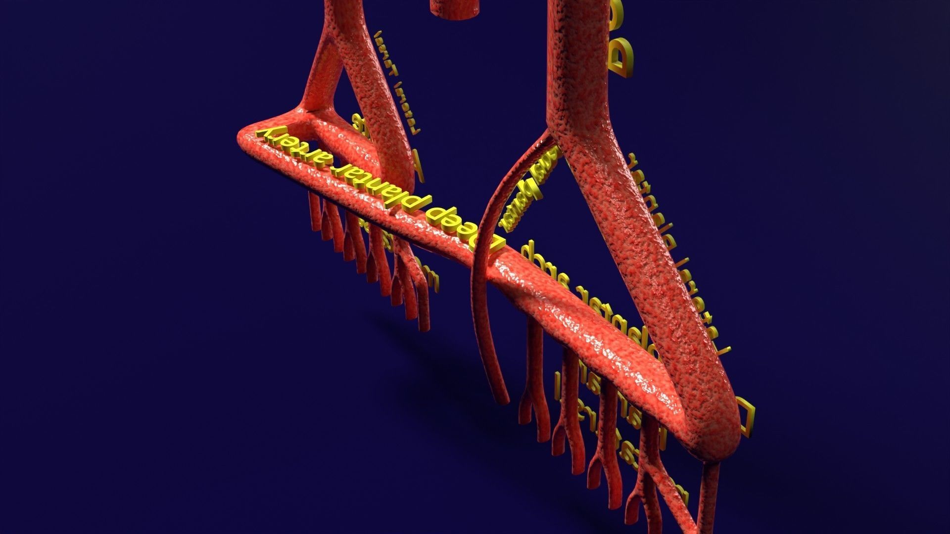 Human arterial system schematic 3D 3D model_78