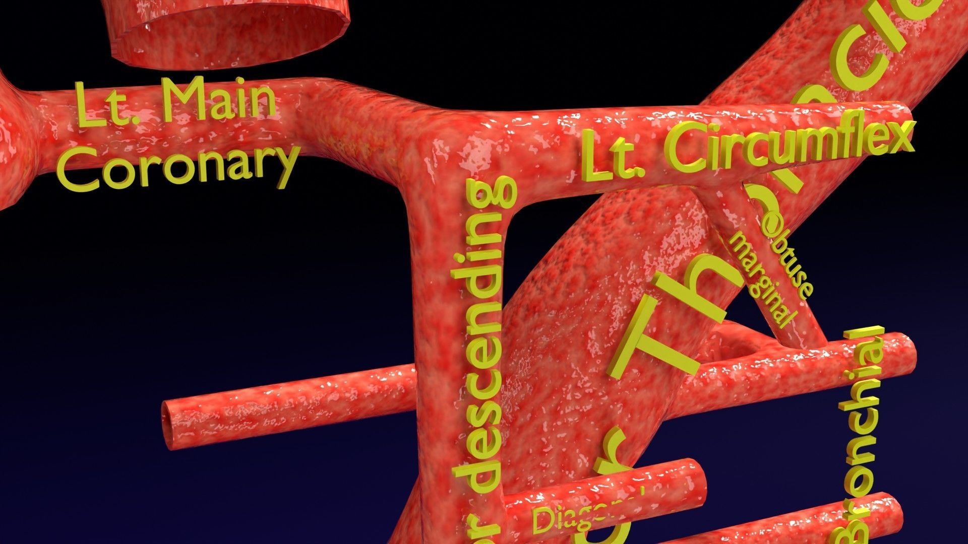 Human arterial system schematic 3D 3D model_32