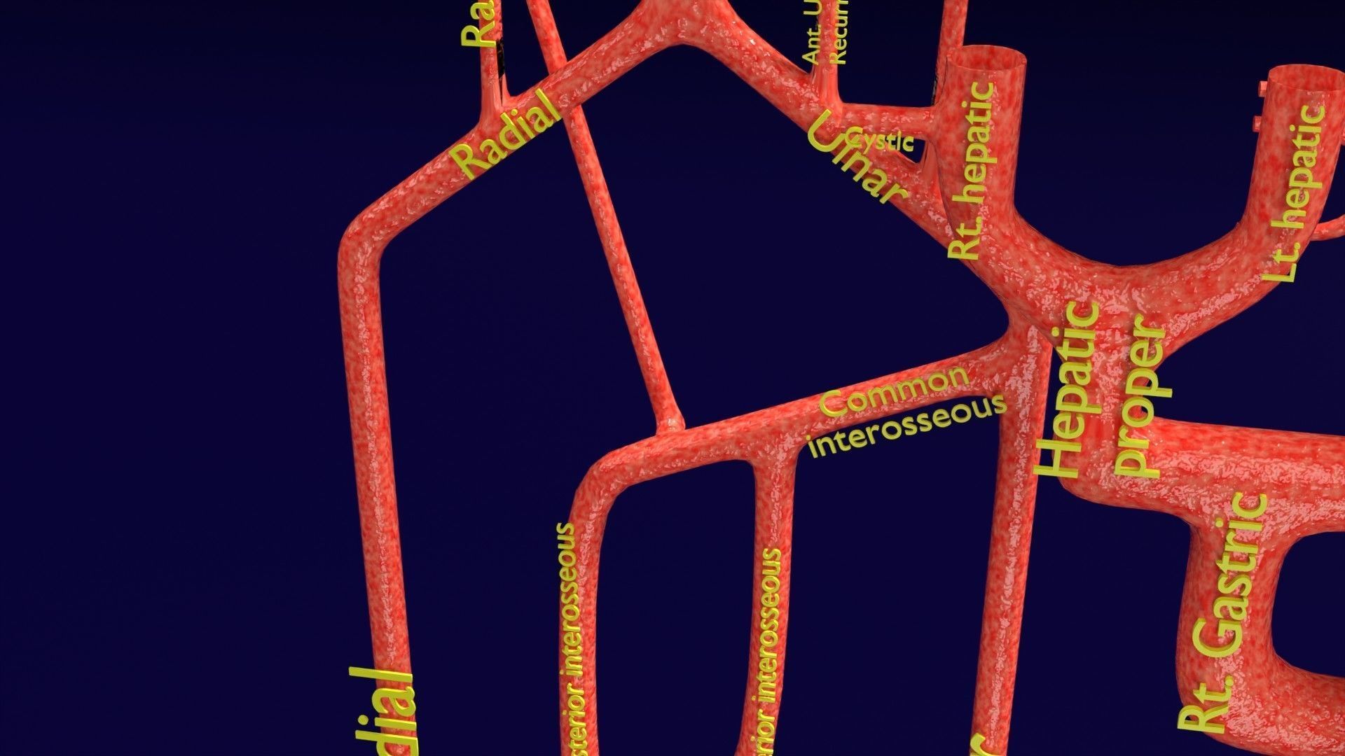 Human arterial system schematic 3D 3D model_19