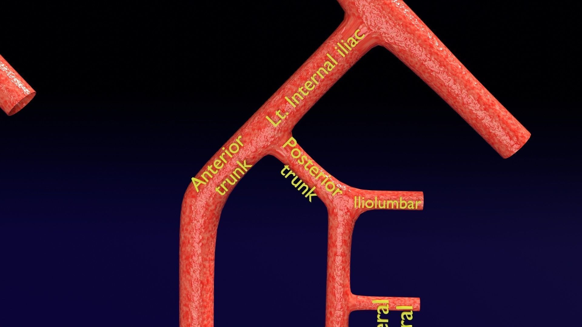 Human arterial system schematic 3D 3D model_67