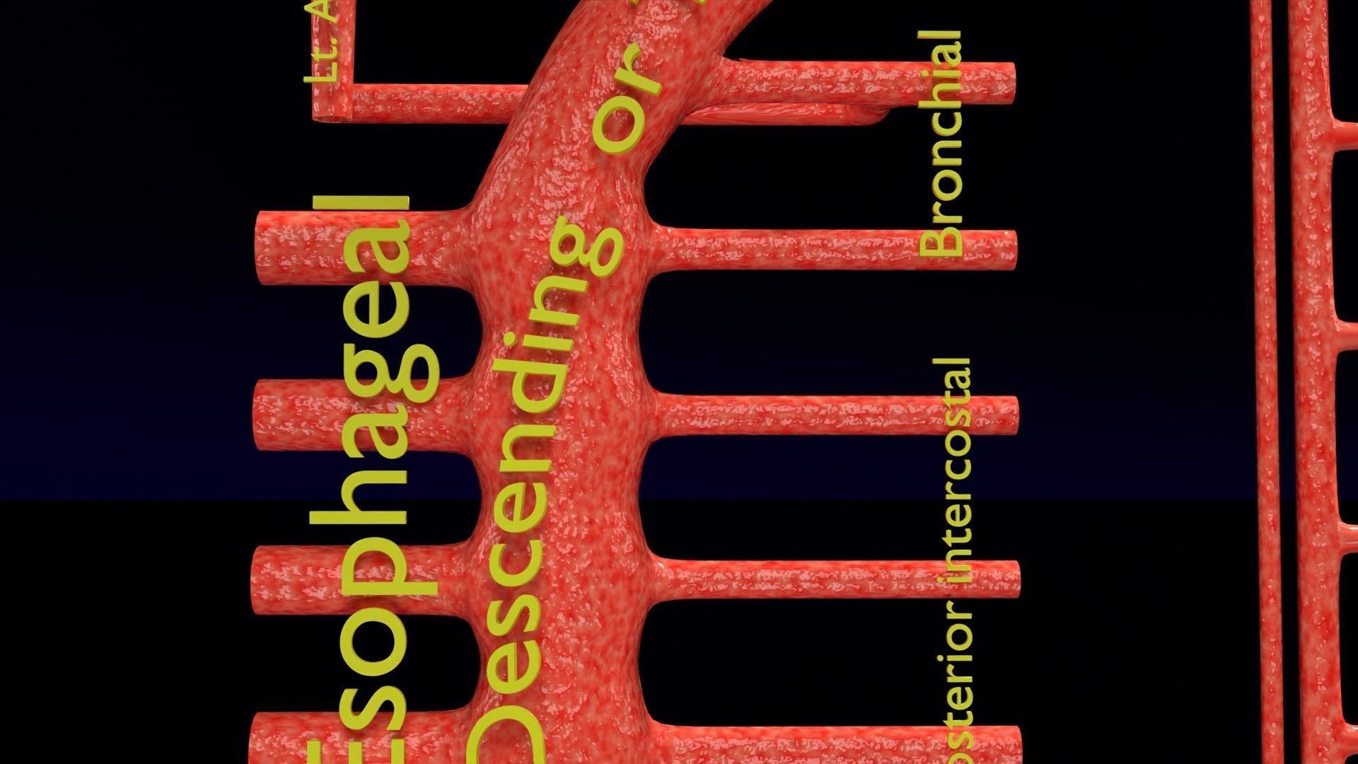 Human arterial system schematic 3D 3D model_39