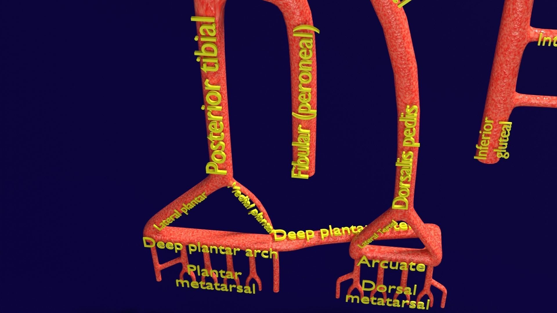 Human arterial system schematic 3D 3D model_75