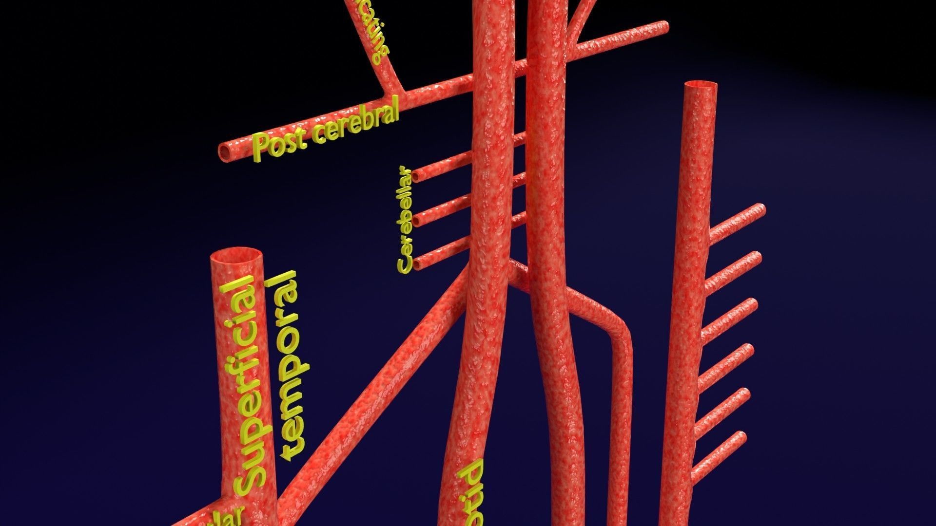 Human arterial system schematic 3D 3D model_7