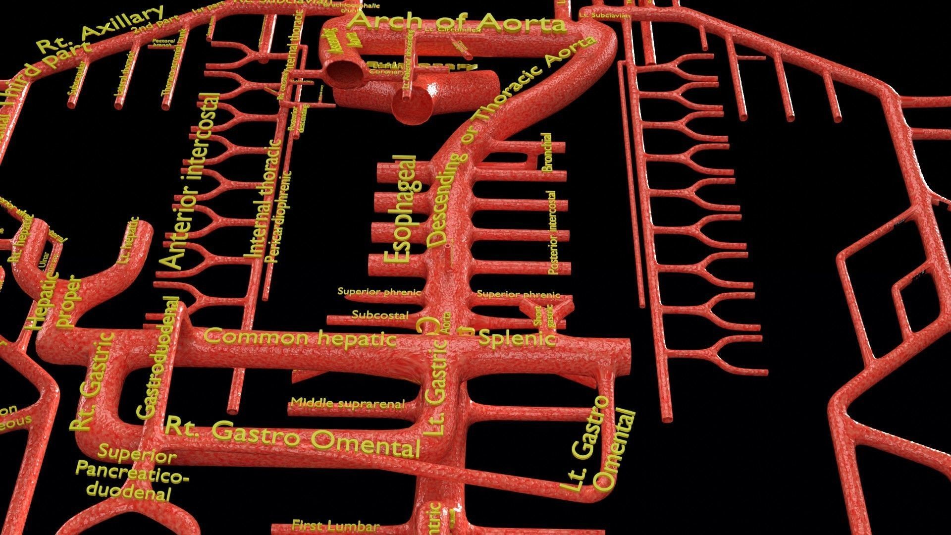 Human arterial system schematic 3D 3D model_60