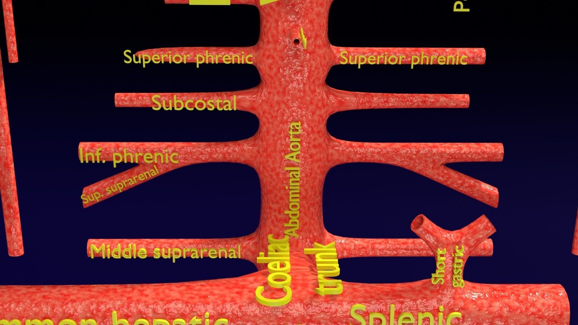 Human arterial system schematic 3D 3D model_40