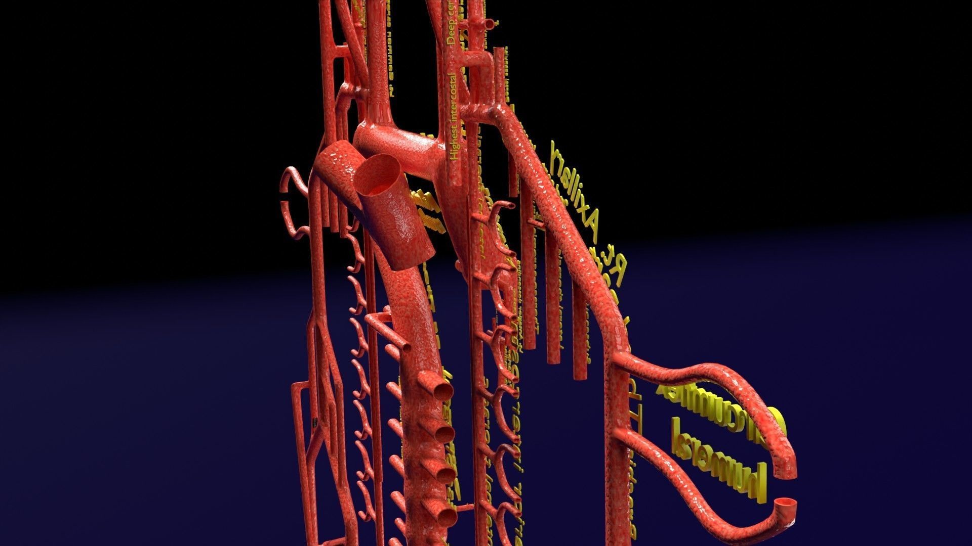 Human arterial system schematic 3D 3D model_80