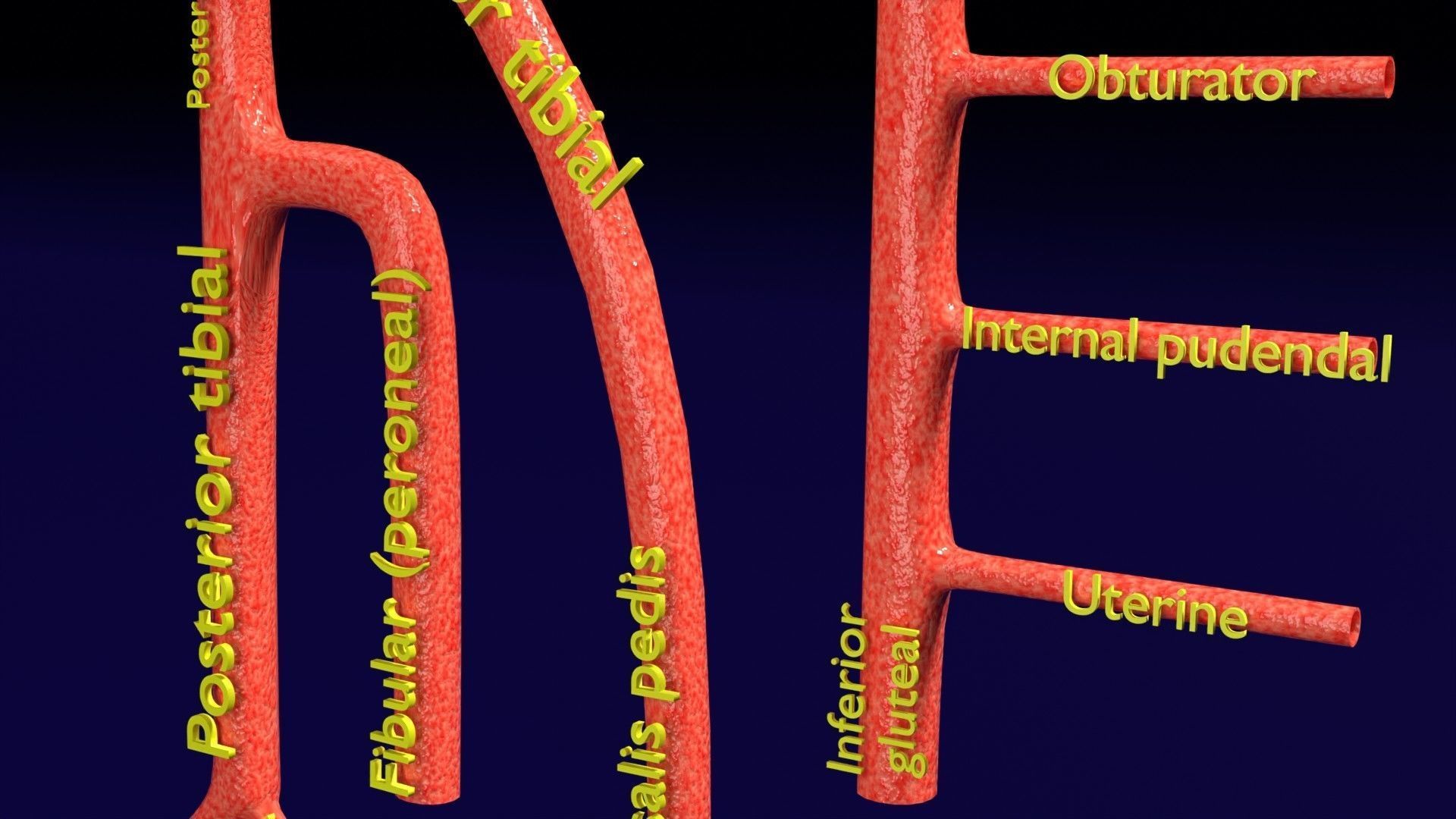 Human arterial system schematic 3D 3D model_71