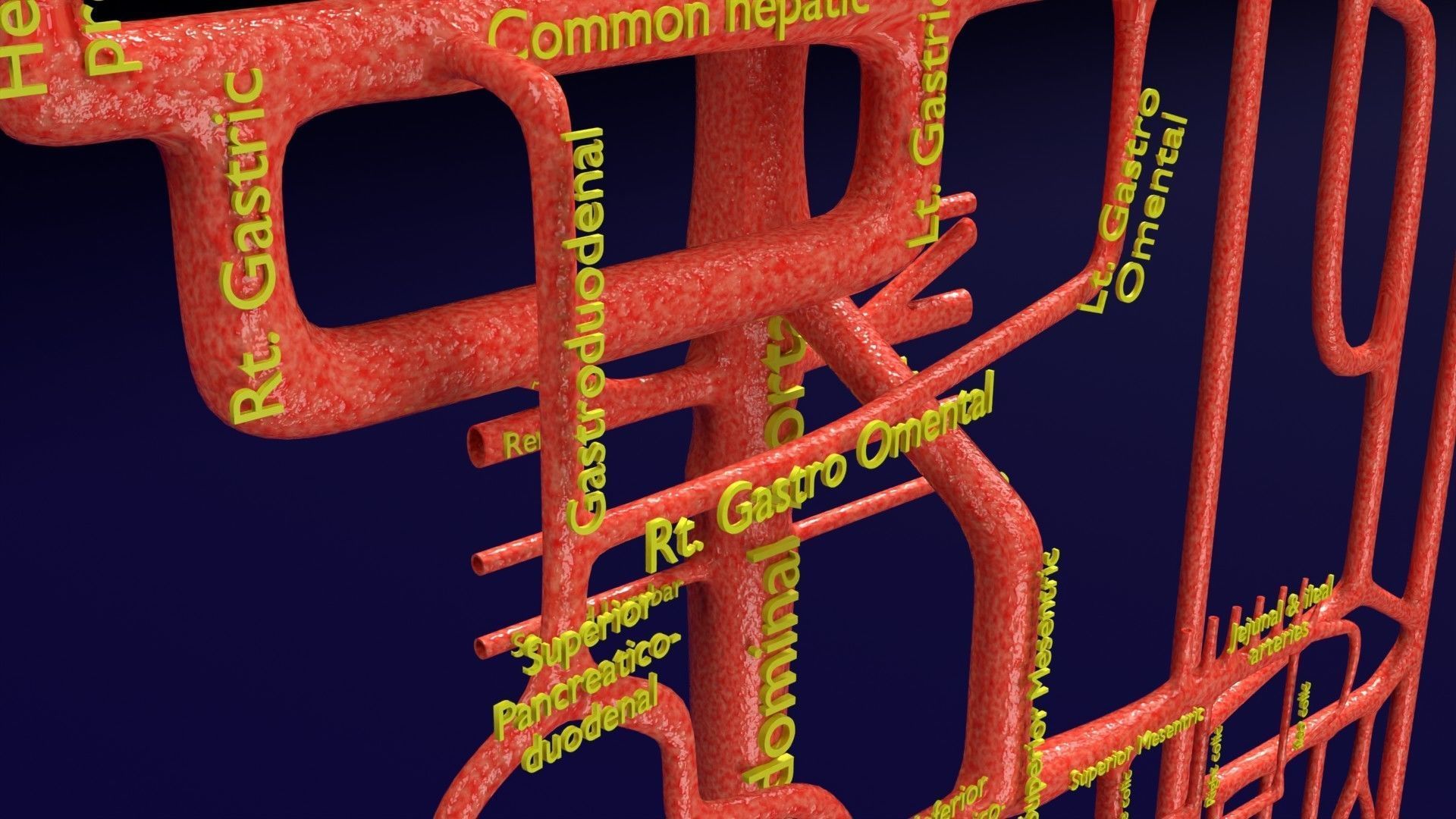 Human arterial system schematic 3D 3D model_47