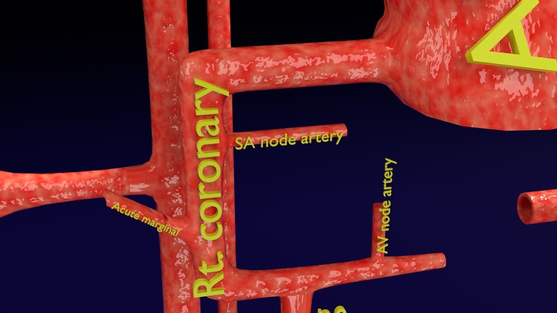 Human arterial system schematic 3D 3D model_34