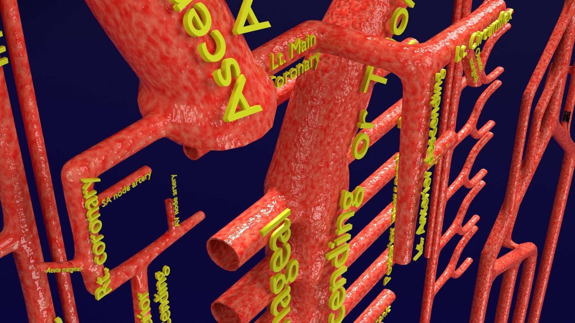 Human arterial system schematic 3D 3D model_36