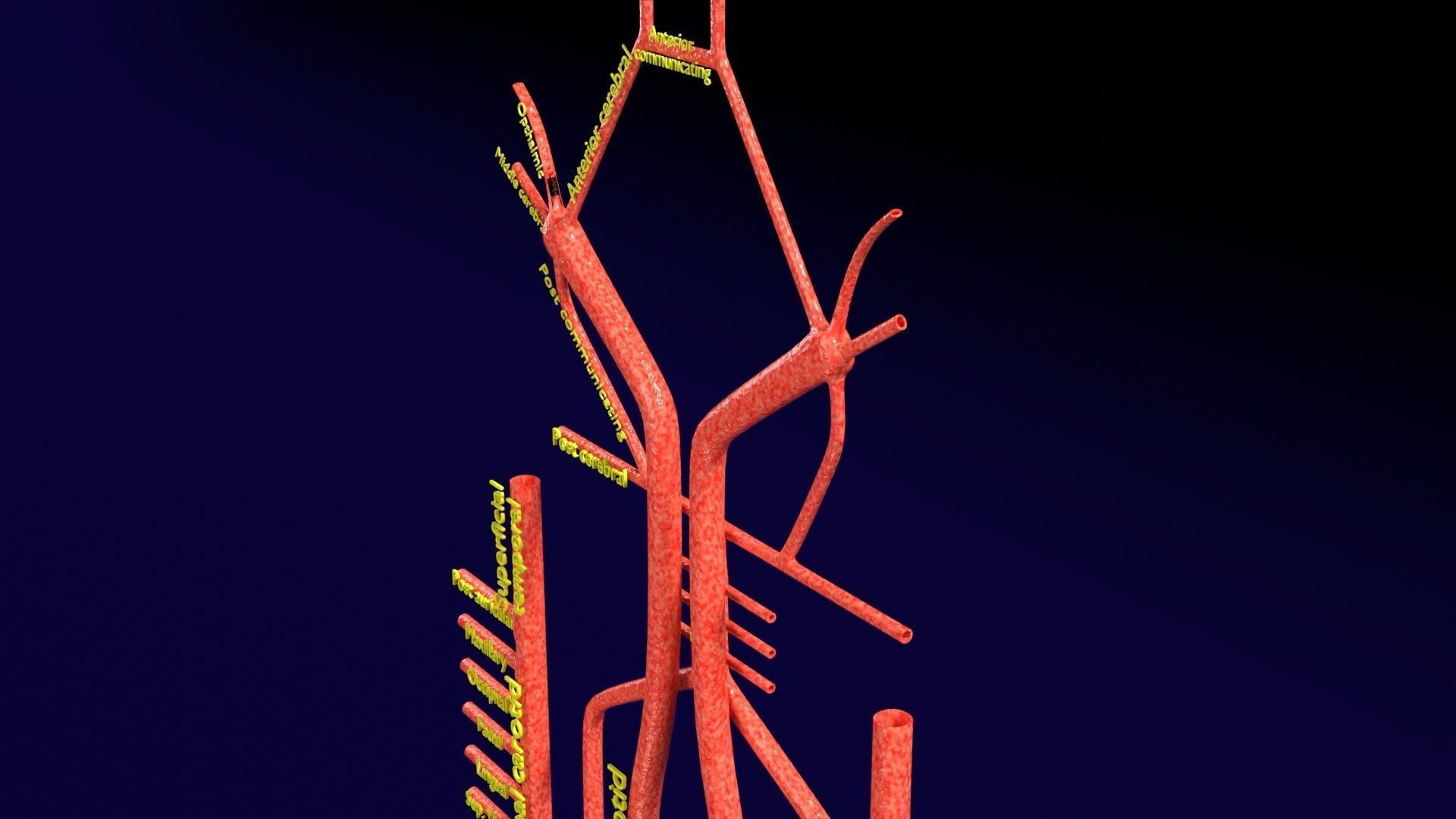 Human arterial system schematic 3D 3D model_3