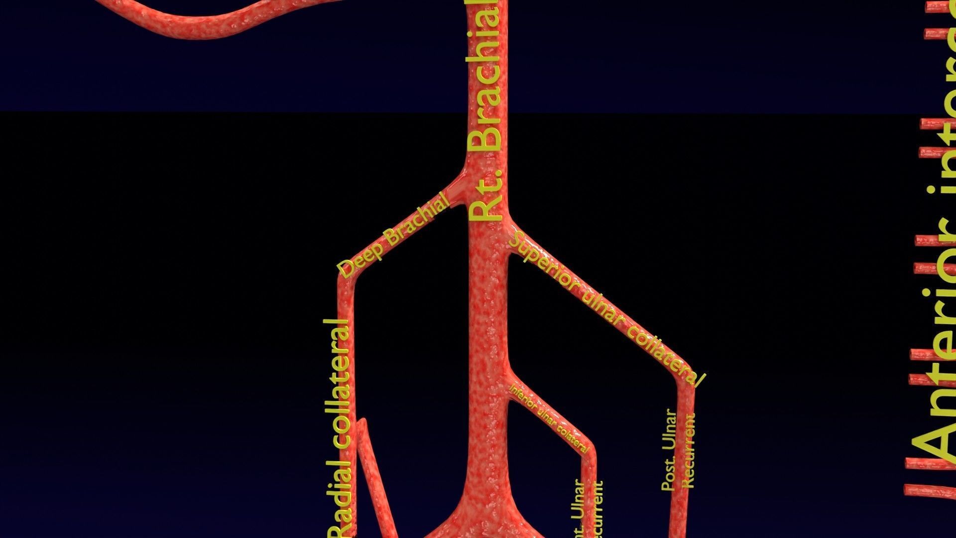 Human arterial system schematic 3D 3D model_18