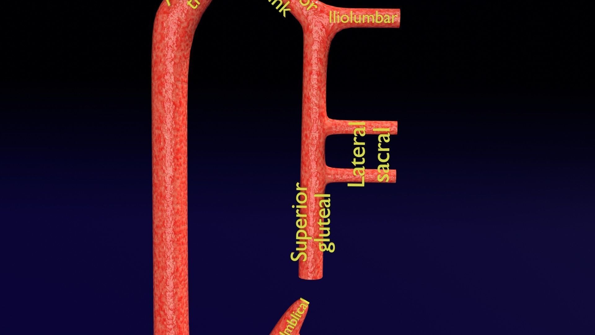 Human arterial system schematic 3D 3D model_68