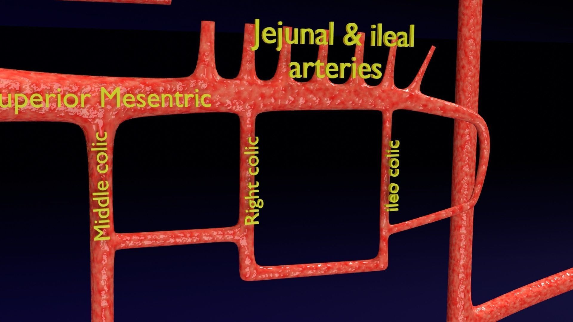 Human arterial system schematic 3D 3D model_56