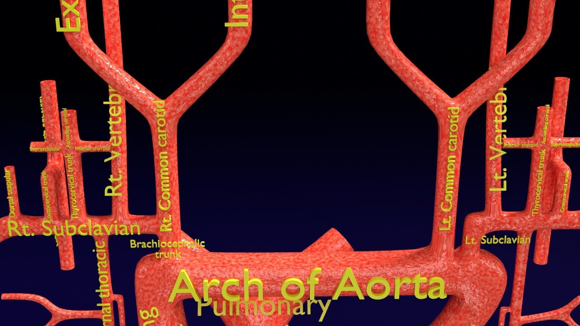 Human arterial system schematic 3D 3D model_10