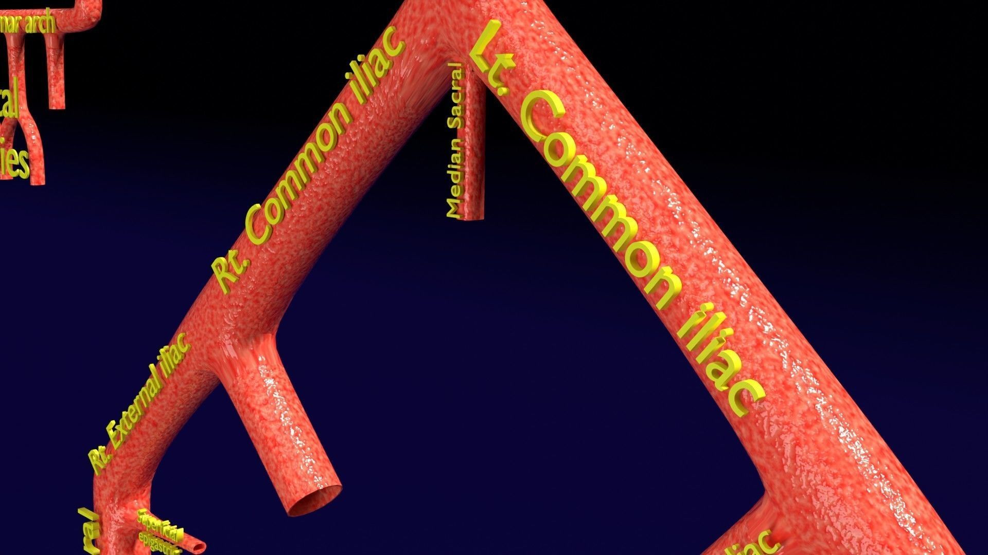 Human arterial system schematic 3D 3D model_64