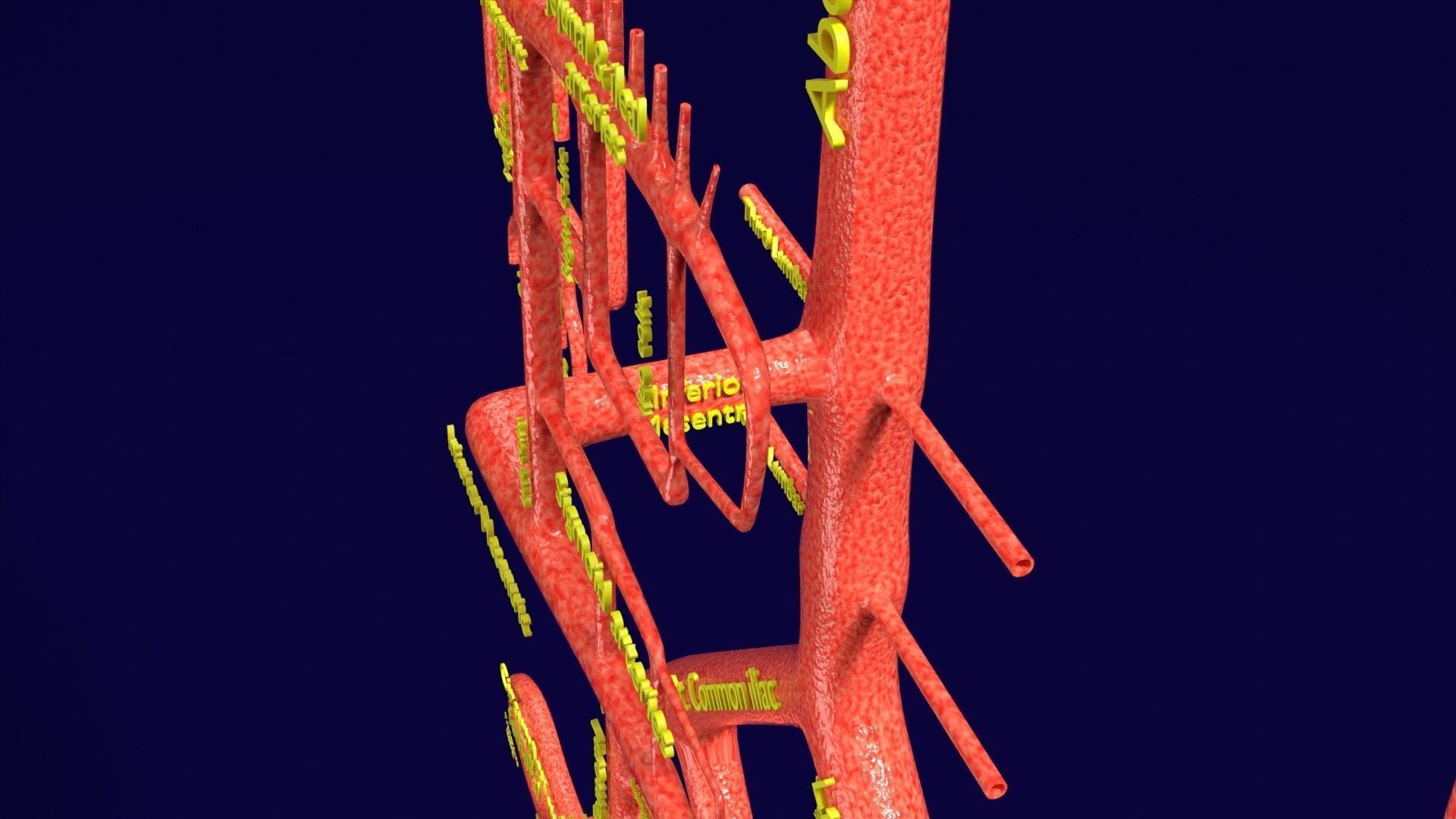 Human arterial system schematic 3D 3D model_52