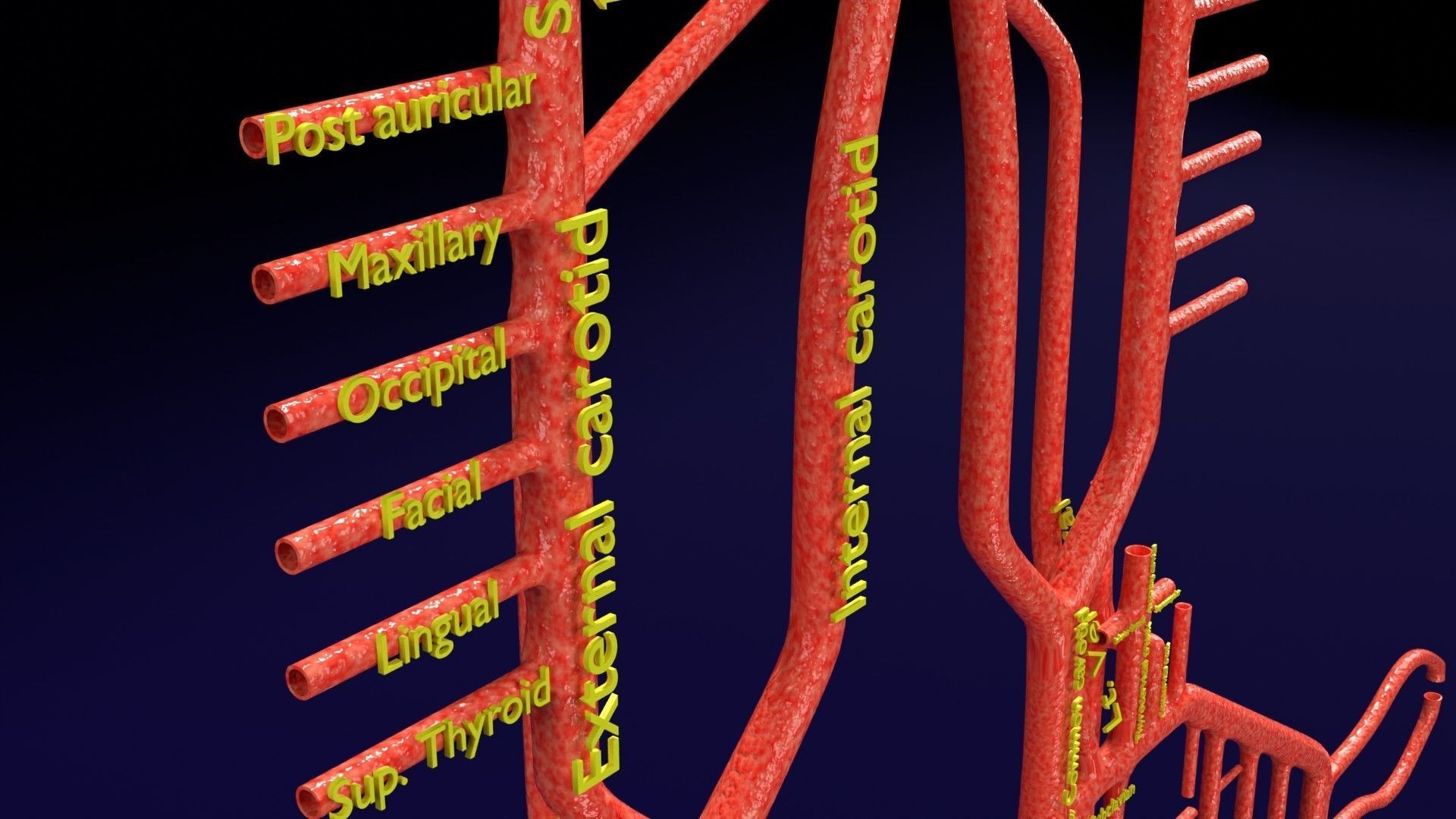 Human arterial system schematic 3D 3D model_6