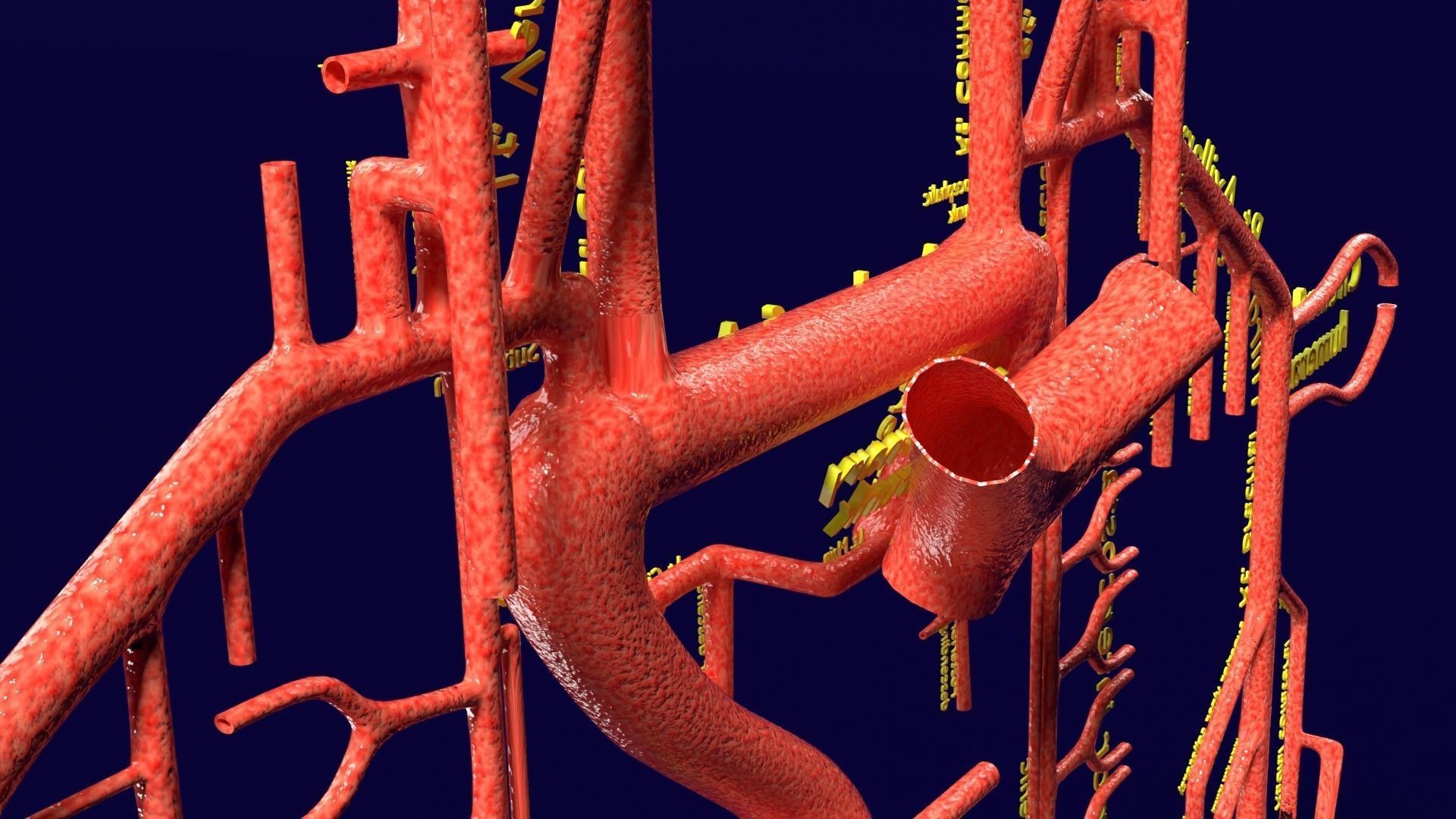 Human arterial system schematic 3D 3D model_81