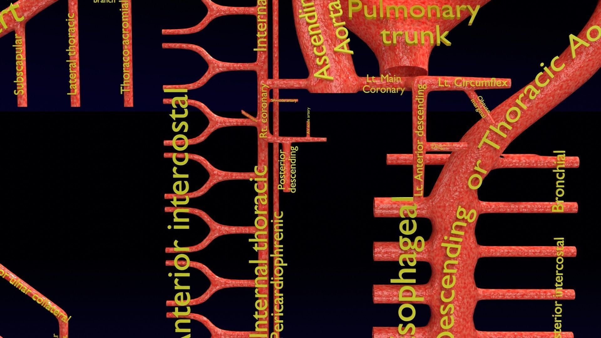 Human arterial system schematic 3D 3D model_29