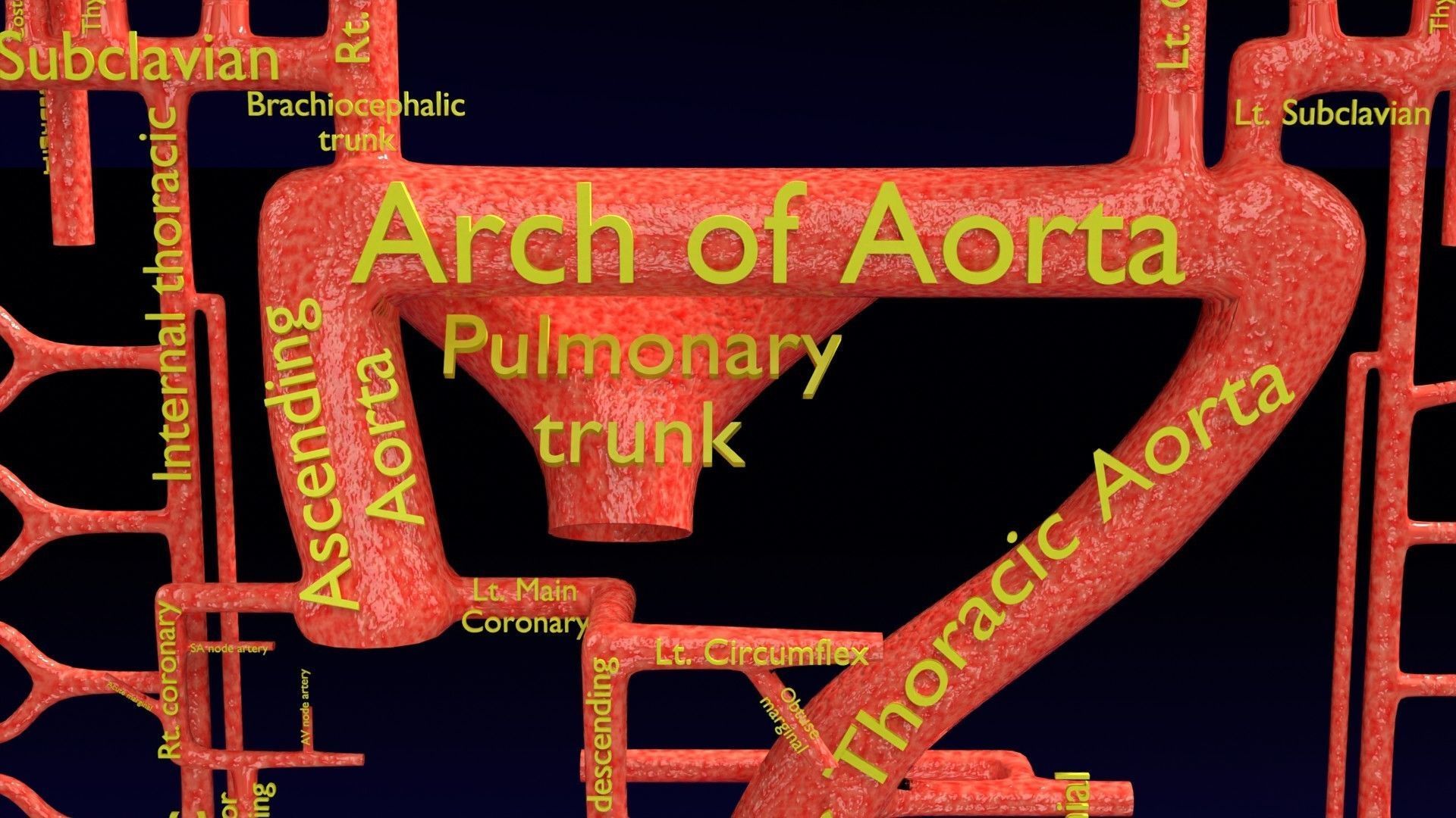 Human arterial system schematic 3D 3D model_27