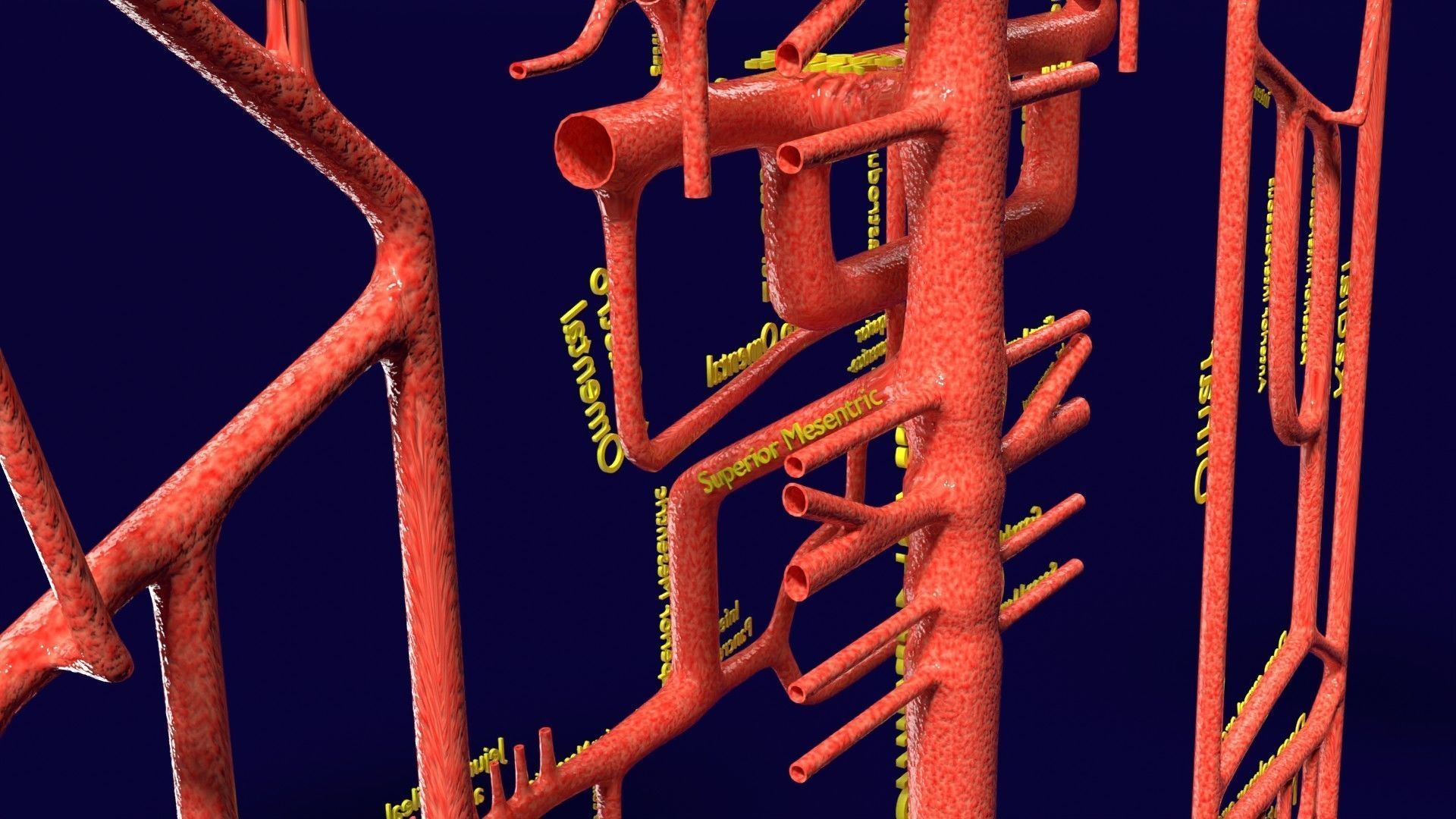 Human arterial system schematic 3D 3D model_82