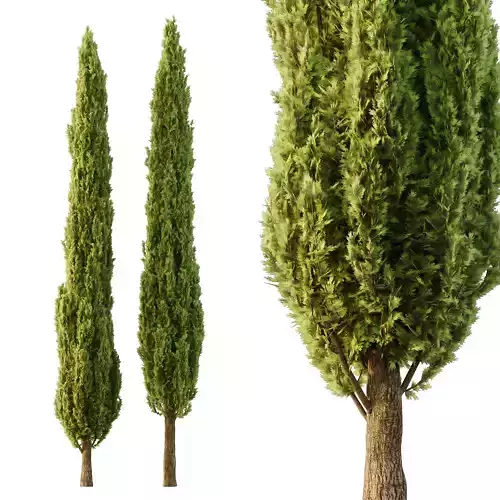 Italian Cypress Tree06 3D model