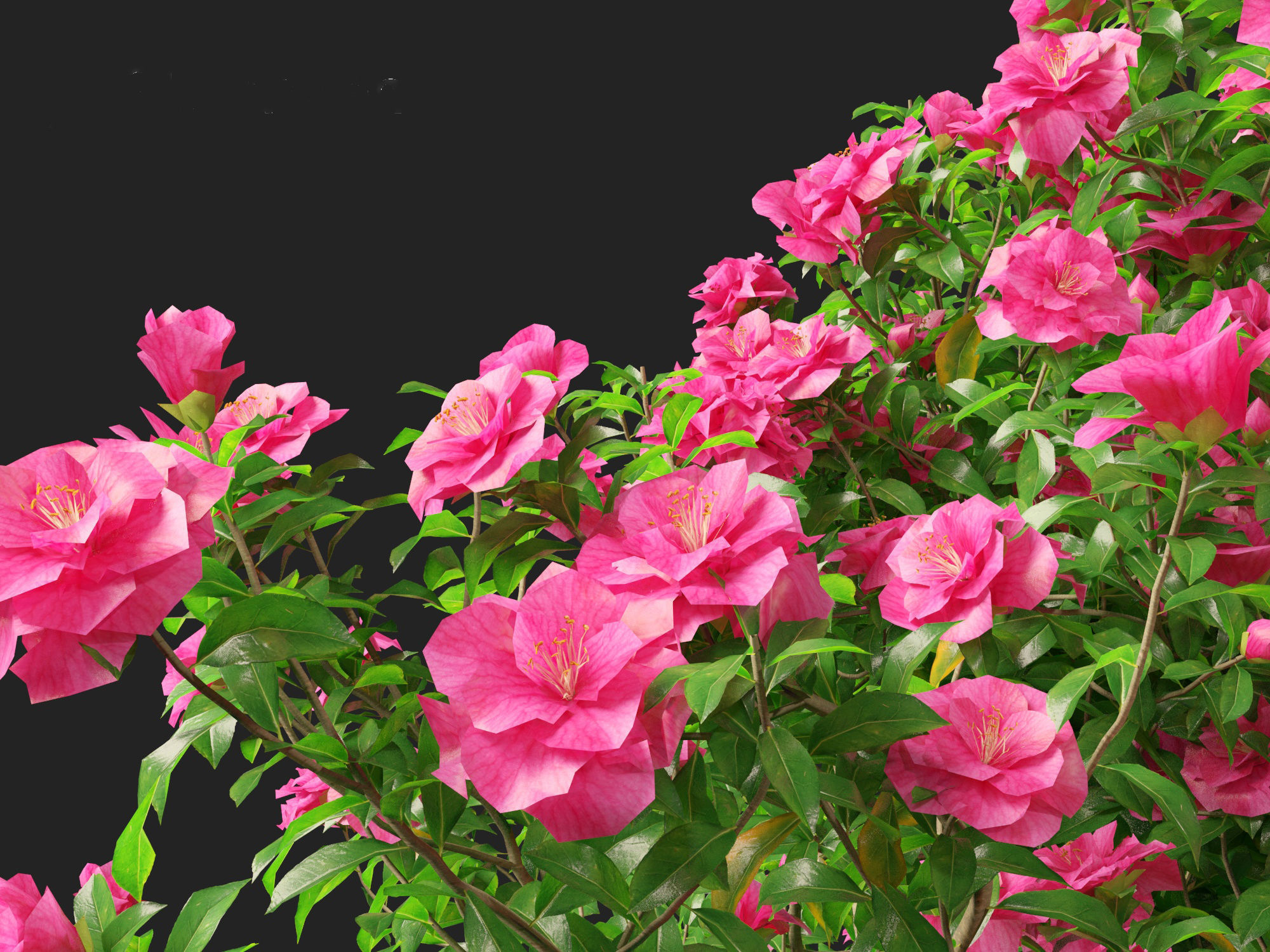 Camellia sasanqua - Sasanqua camellia 3D model_4
