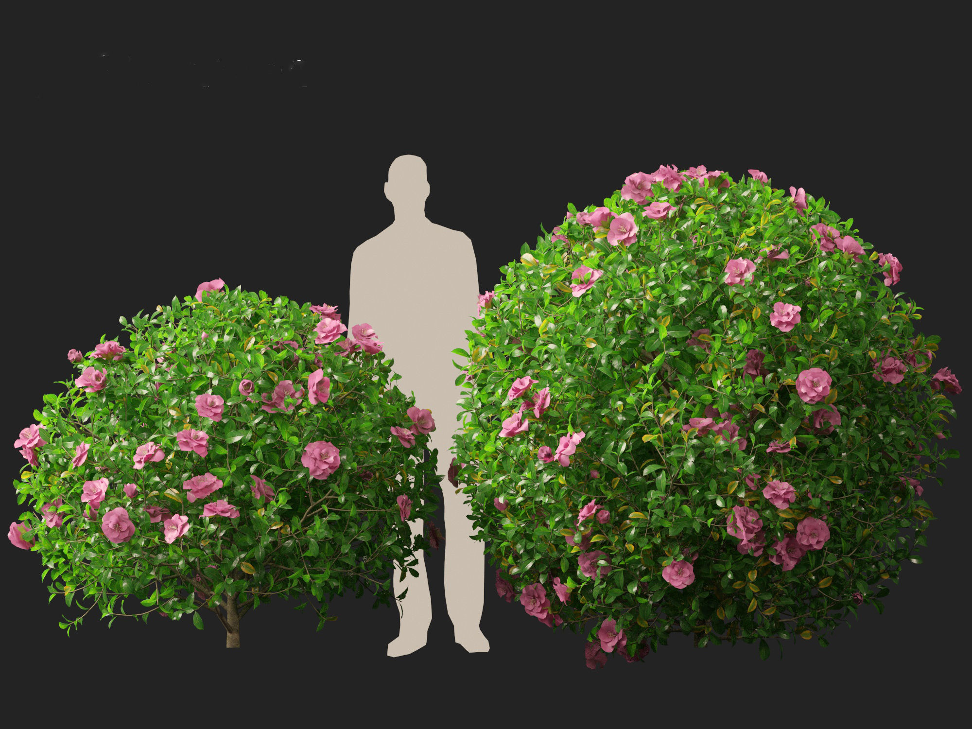 Camellia sasanqua - Sasanqua camellia 3D model_9