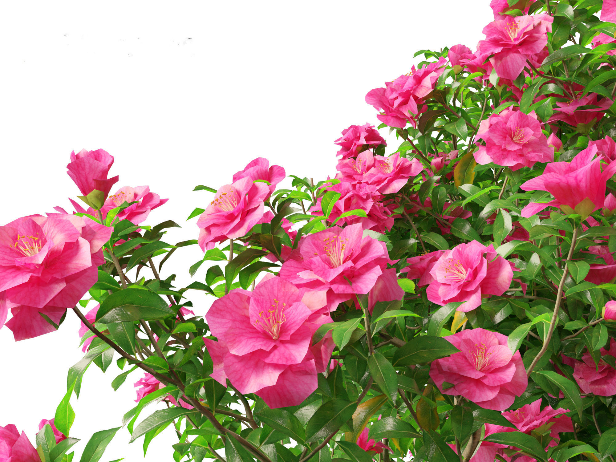 Camellia sasanqua - Sasanqua camellia 3D model_3