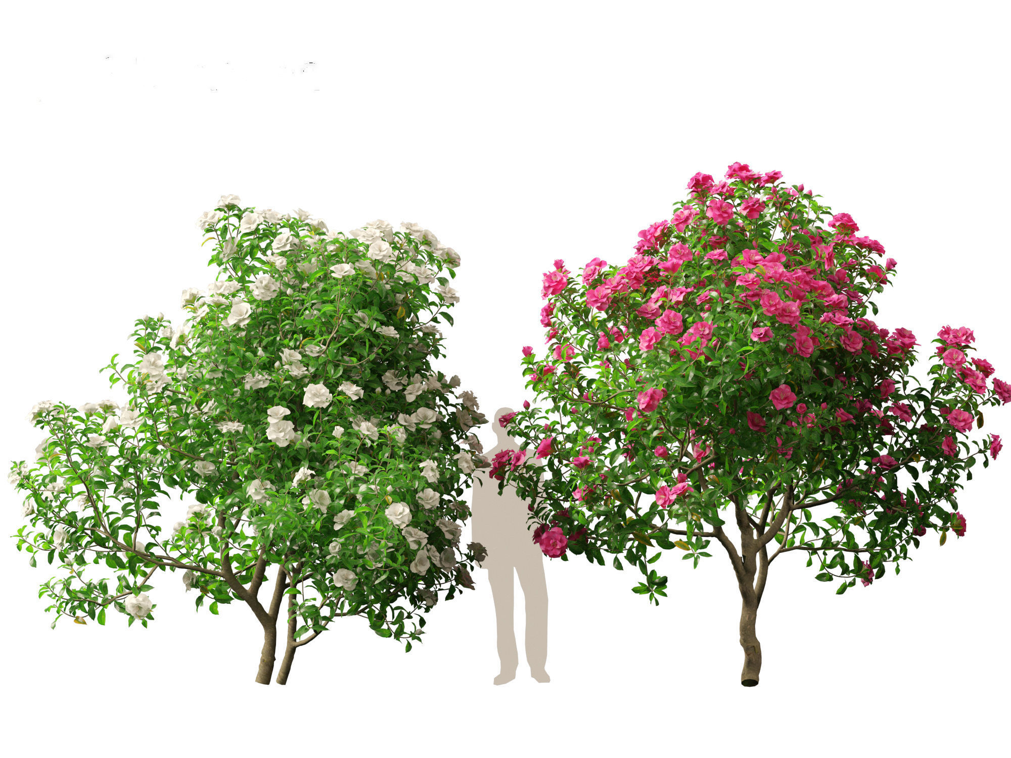 Camellia sasanqua - Sasanqua camellia 3D model_10