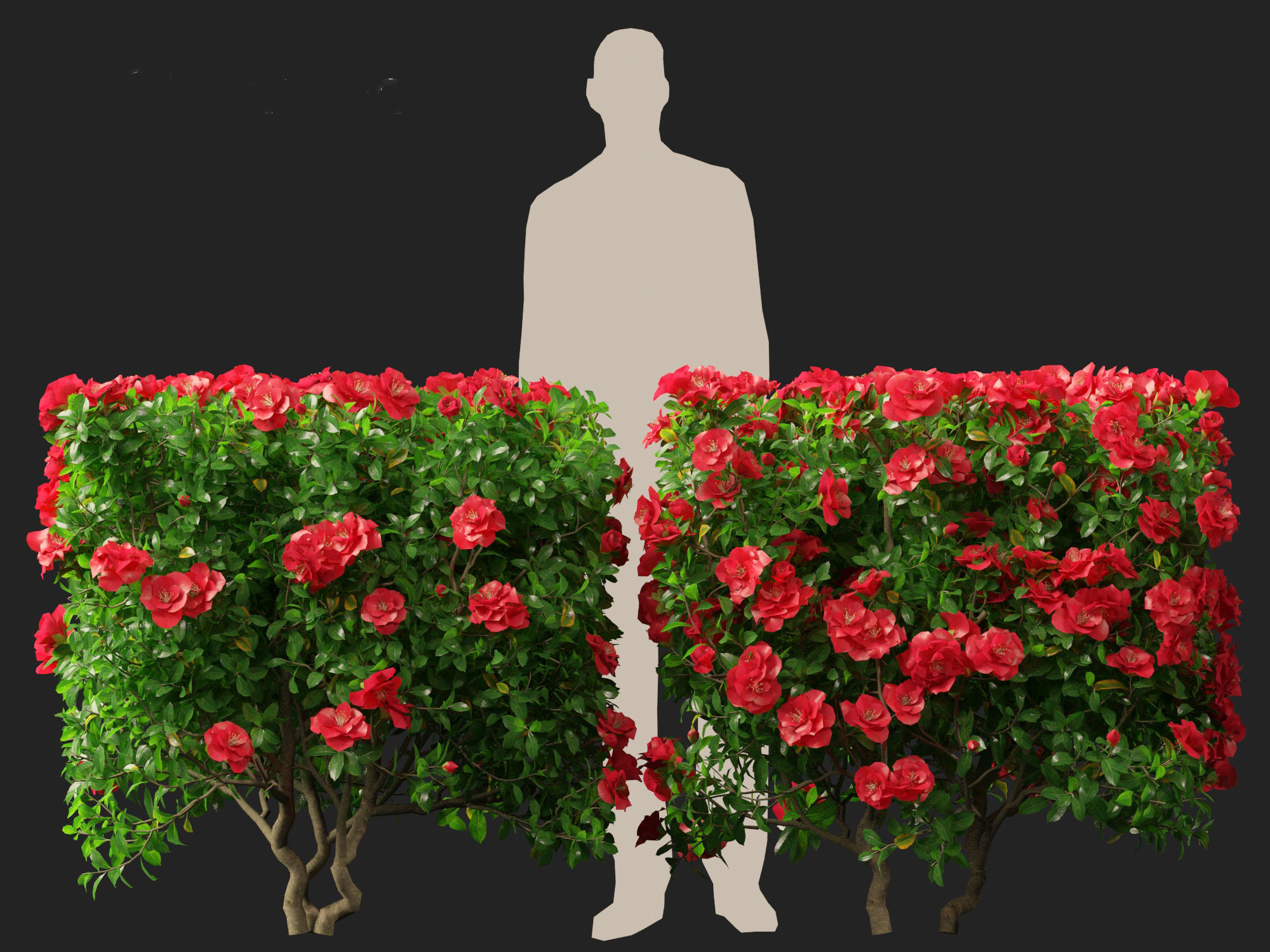 Camellia sasanqua - Sasanqua camellia 3D model_7