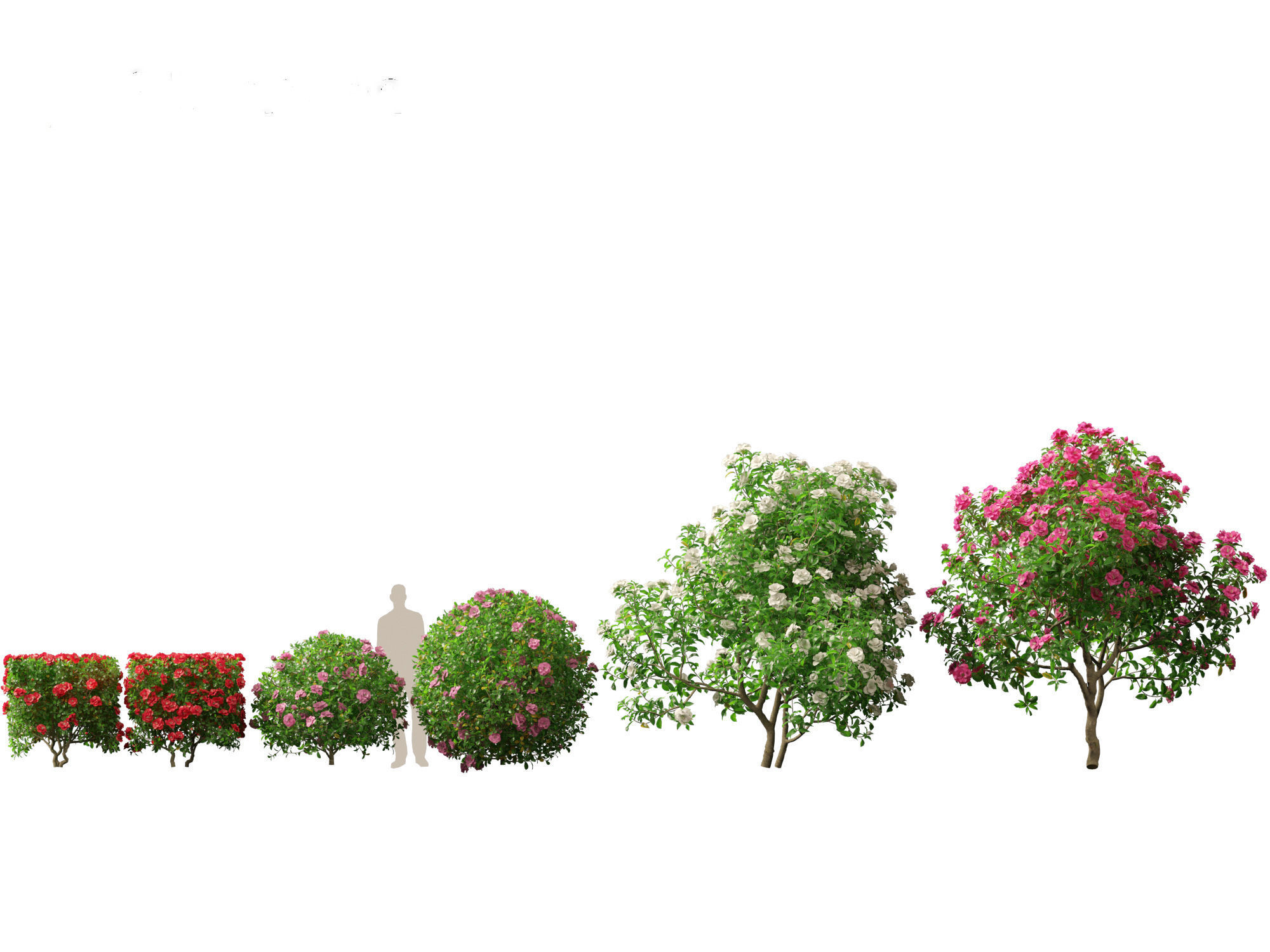 Camellia sasanqua - Sasanqua camellia 3D model_1