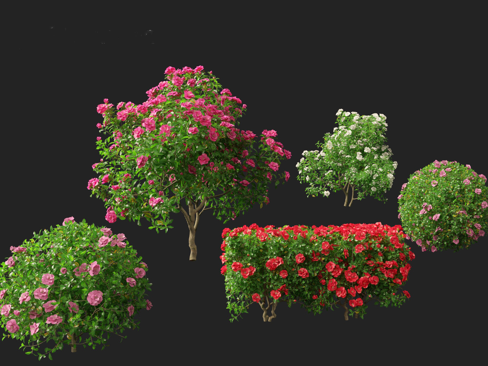 Camellia sasanqua - Sasanqua camellia 3D model_2