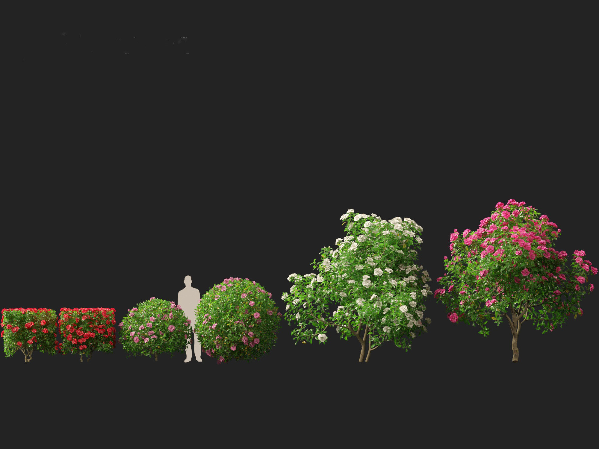 Camellia sasanqua - Sasanqua camellia 3D model_5