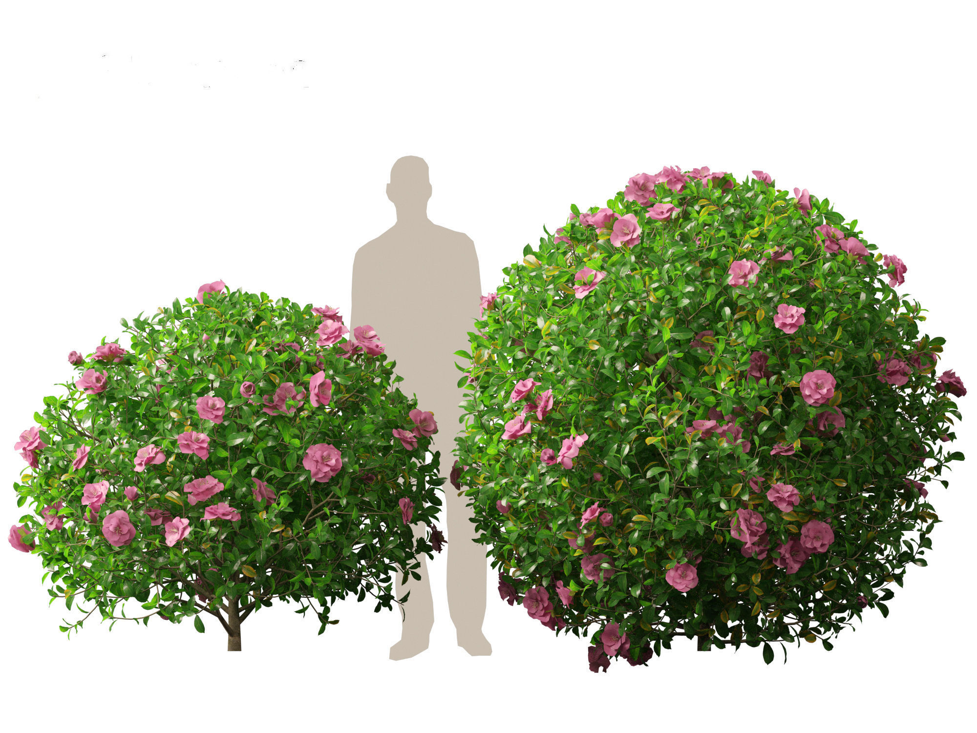 Camellia sasanqua - Sasanqua camellia 3D model_8